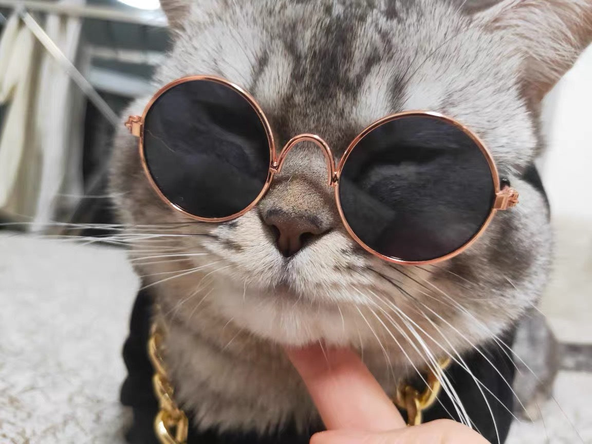 cat sunglasses