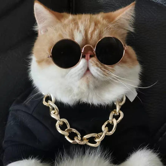 cat sunglasses