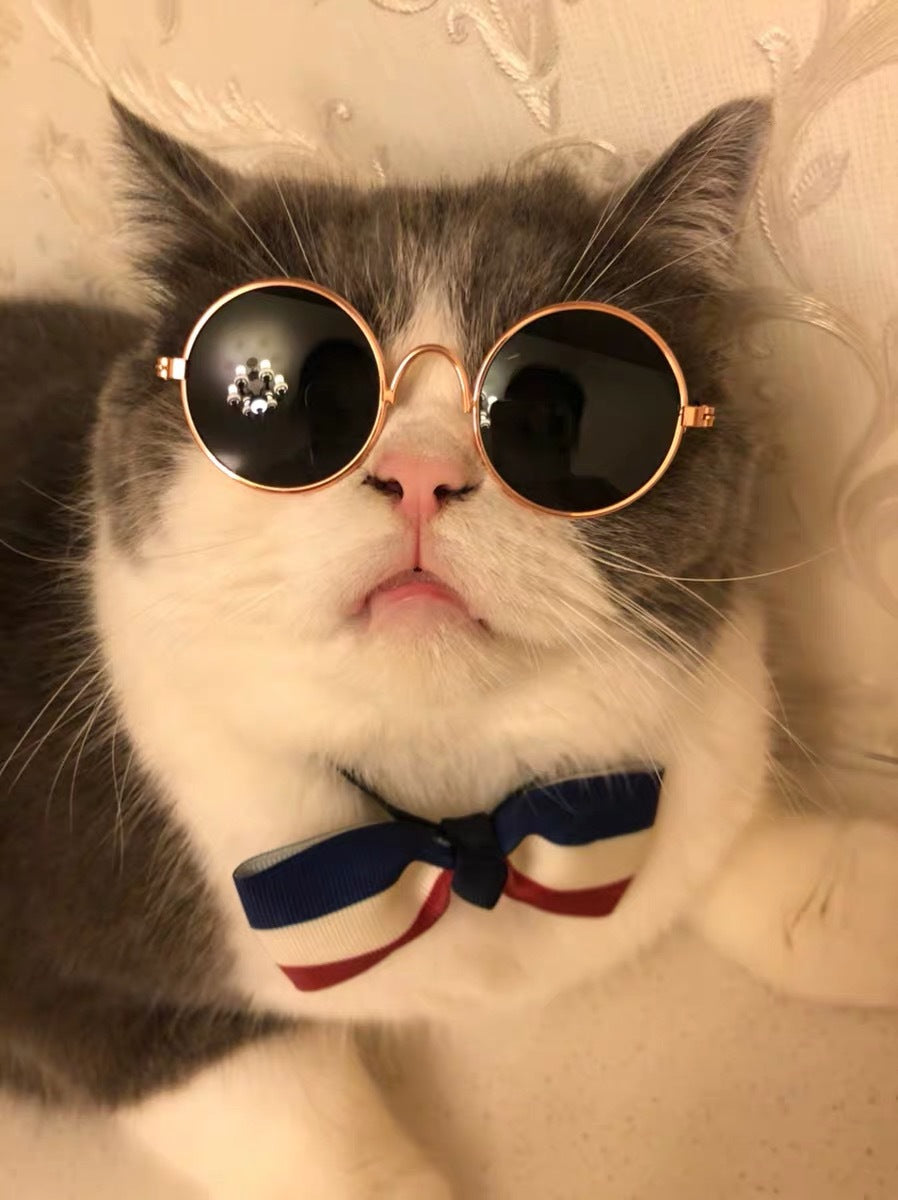 cat sunglasses